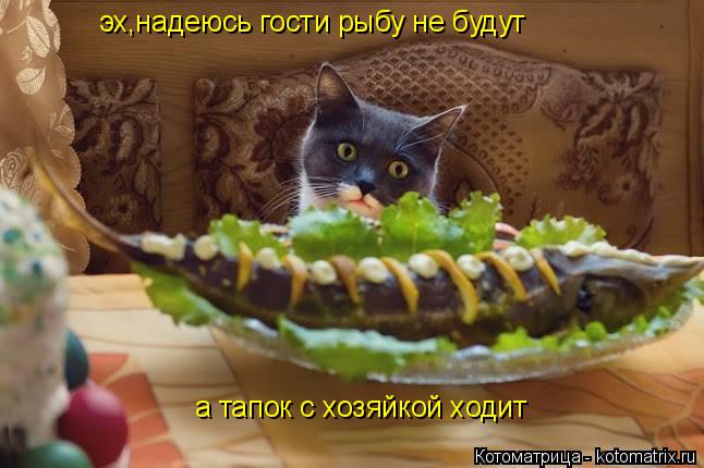 Котоматрица: эх,надеюсь гости рыбу не будут а тапок с хозяйкой ходит