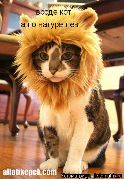 Котоматрица: вроде кот а по натуре лев