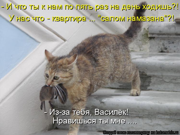 - И что ты к нам по пять раз на день ходишь?! У нас что - квартира ... "салом намазана"?! - Из-за теб... Котоматрица: - И что ты к нам по пять раз на день ходишь?! У нас что - квартира ... "салом намазана"?! - Из-за тебя, Василёк! Нравишься ты мне ....