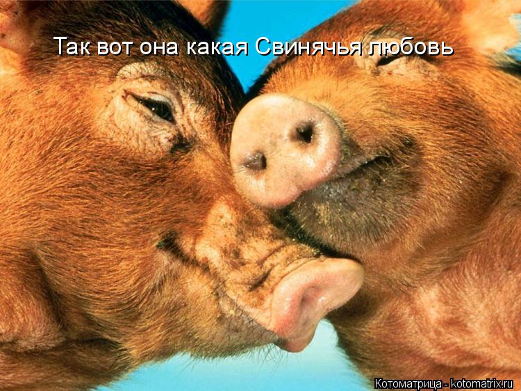 Так вот она какая Свинячья любовь... Котоматрица: Так вот она какая Свинячья любовь