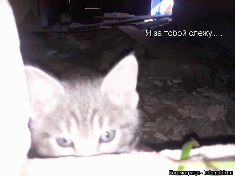 Я за тобой слежу........ Котоматрица: Я за тобой слежу.....