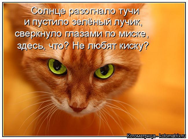 Солнце разогнало тучи и пустило зелёный лучик, сверкнуло глазами по миске, здесь, что? Не любят киску... Котоматрица: Солнце разогнало тучи и пустило зелёный лучик, сверкнуло глазами по миске, здесь, что? Не любят киску?