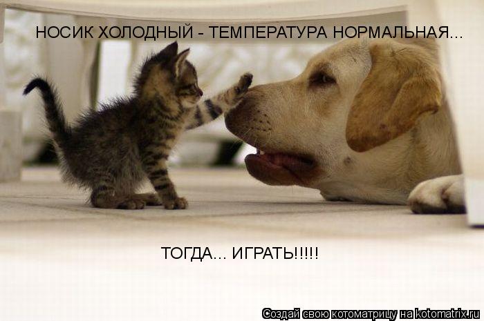 НОСИК ХОЛОДНЫЙ - ТЕМПЕРАТУРА НОРМАЛЬНАЯ... ТОГДА... ИГРАТЬ!!!!!... Котоматрица: НОСИК ХОЛОДНЫЙ - ТЕМПЕРАТУРА НОРМАЛЬНАЯ... ТОГДА... ИГРАТЬ!!!!!