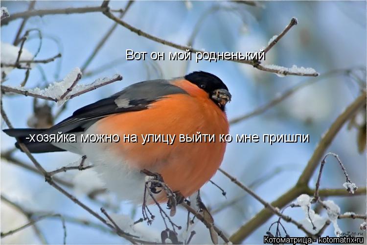 Вот он мой родненький Вот он мой родненький -хозяйка можно на улицу выйти ко мне пришли -хозяйка можн... Котоматрица: Вот он мой родненький Вот он мой родненький -хозяйка можно на улицу выйти ко мне пришли -хозяйка можно на улицу выйти ко мне пришли