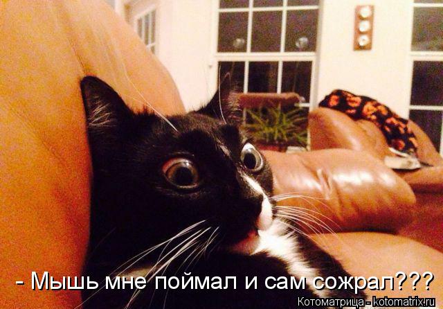 Котоматрица: - Мышь мне поймал и сам сожрал???