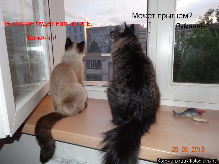 Котоматрица: Может прыгнем? Не хозяин будет нас искать. Думаешь? Конечно!