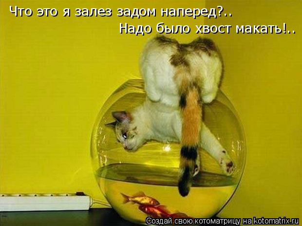 Что это я залез задом наперед?.. Надо было хвост макать!..... Котоматрица: Что это я залез задом наперед?.. Надо было хвост макать!..