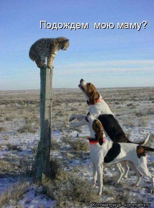 Подождем мою маму?... Котоматрица: Подождем мою маму?