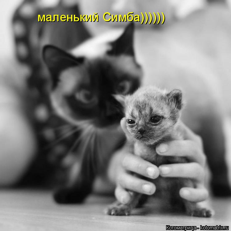 маленький Симба))))))... Котоматрица: маленький Симба))))))