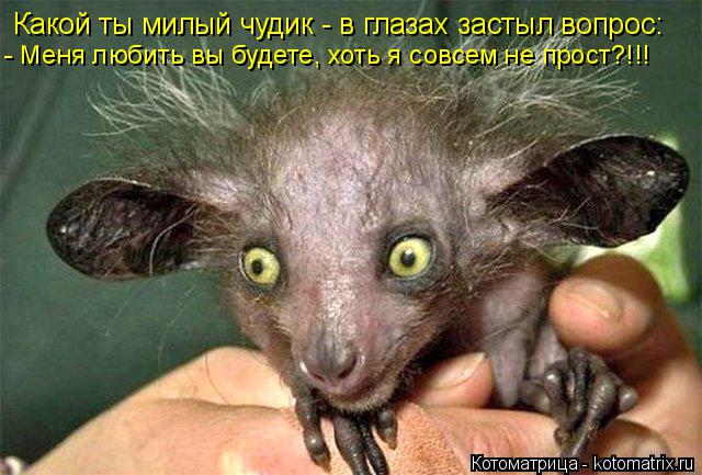 Котоматрица: Какой ты милый чудик - в глазах застыл вопрос: - Меня любить вы будете, хоть я совсем не прост?!!!