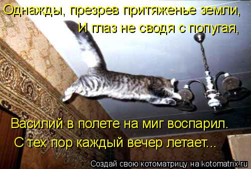 Однажды, презрев притяженье земли, И глаз не сводя с попугая, Василий в полете на миг воспарил. С тех... Котоматрица: Однажды, презрев притяженье земли, И глаз не сводя с попугая, Василий в полете на миг воспарил. С тех пор каждый вечер летает...