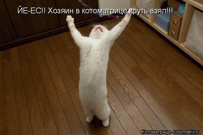Котоматрица: ЙЕ-ЕС!! Хозяин в котоматрице круть взял!!!