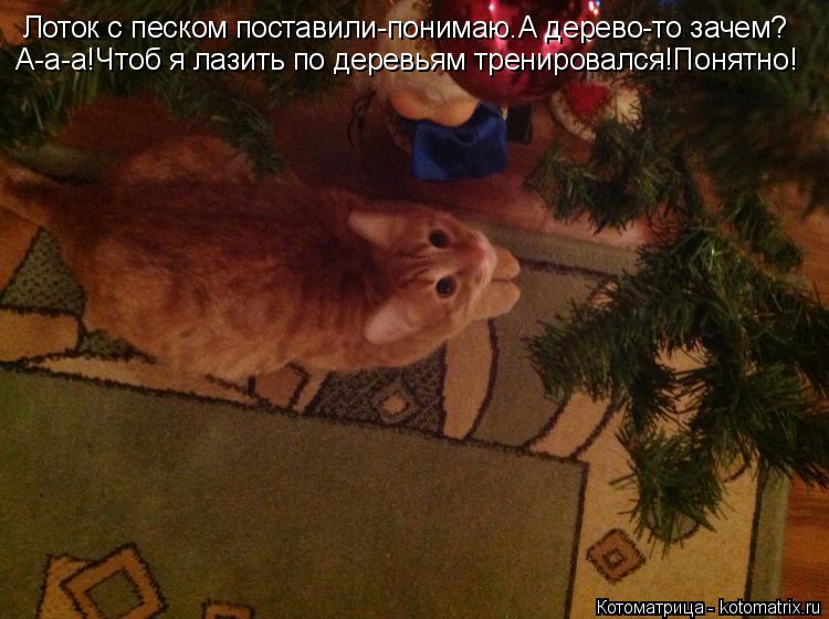 Лоток с песком поставили-понимаю.А дерево-то зачем? А-а-а!Чтоб я лазить по деревьям тренировался!Поня... Котоматрица: Лоток с песком поставили-понимаю.А дерево-то зачем? А-а-а!Чтоб я лазить по деревьям тренировался!Понятно!