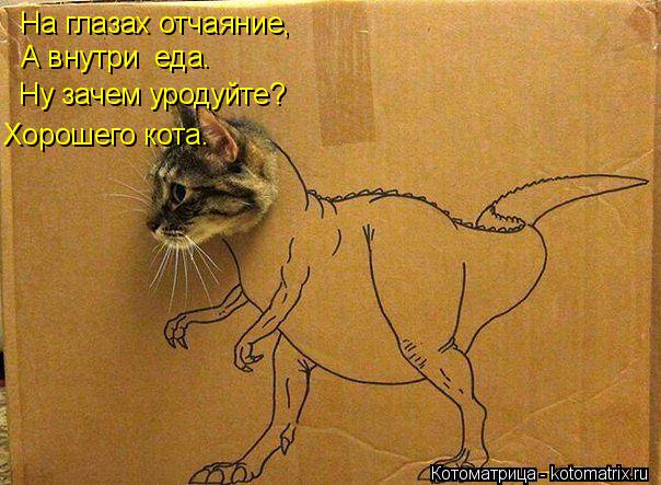 На глазах отчаяние, А внутри еда. Ну зачем уродуйте? Хорошего кота.... Котоматрица: На глазах отчаяние, А внутри еда. Ну зачем уродуйте? Хорошего кота.