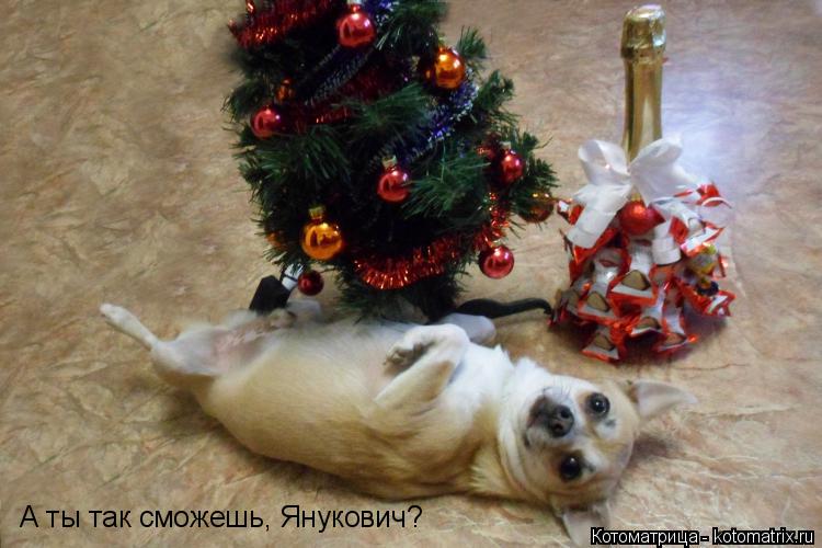 А ты так сможешь, Янукович?... Котоматрица: А ты так сможешь, Янукович?