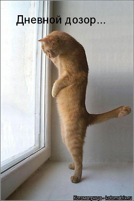 Дневной дозор...... Котоматрица: Дневной дозор...