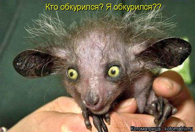 Кто обкурился? Я обкурился??... Котоматрица: Кто обкурился? Я обкурился??