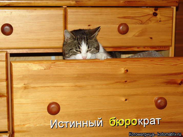 Истинный бюрократ бюро... Котоматрица: Истинный бюрократ бюро