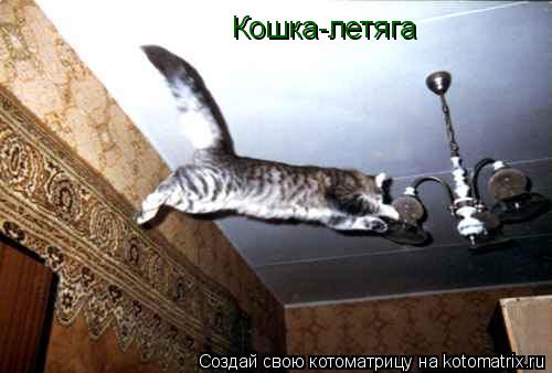 Кошка-летяга... Котоматрица: Кошка-летяга