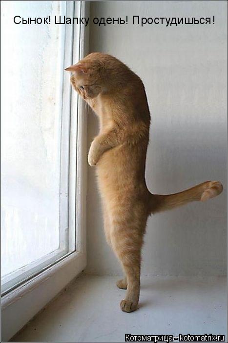 Сынок! Шапку одень! Простудишься!... Котоматрица: Сынок! Шапку одень! Простудишься!