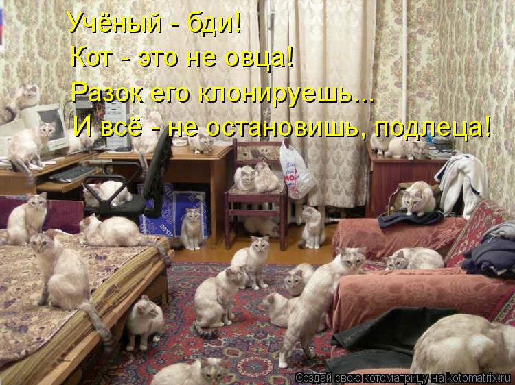 Учёный - бди! Кот - это не овца! Разок его клонируешь... И всё - не остановишь, подлеца!... Котоматрица: Учёный - бди! Кот - это не овца! Разок его клонируешь... И всё - не остановишь, подлеца!