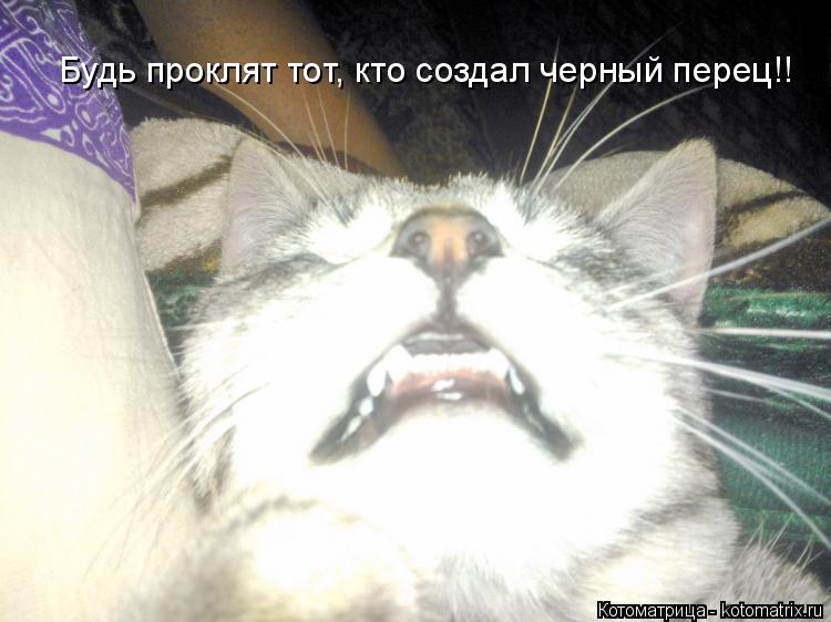 Котоматрица: Будь проклят тот, кто создал черный перец!!
