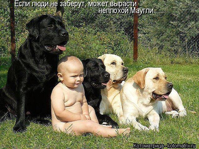 Если люди не заберут, может вырасти неплохой Маугли...... Котоматрица: Если люди не заберут, может вырасти неплохой Маугли...