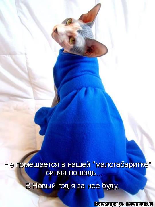 Не помещается в нашей "малогабаритке" синяя лошадь... В Новый год я за нее буду.... Котоматрица: Не помещается в нашей "малогабаритке" синяя лошадь... В Новый год я за нее буду.