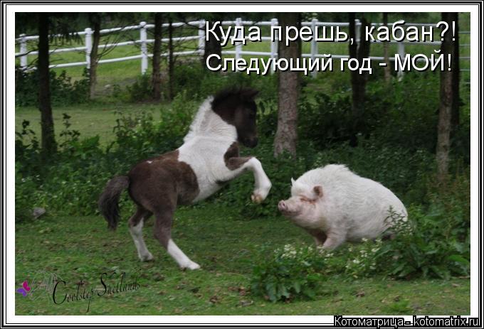 Куда прешь, кабан?! Следующий год - МОЙ!... Котоматрица: Куда прешь, кабан?! Следующий год - МОЙ!