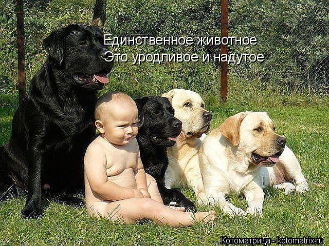 Единственное животное Единственное животное Это уродливое и надутое... Котоматрица: Единственное животное Единственное животное Это уродливое и надутое