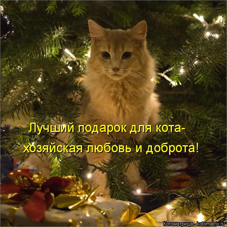 Котоматрица: Лучший подарок для кота- хозяйская любовь и доброта!
