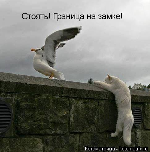Стоять! Граница на замке!... Котоматрица: Стоять! Граница на замке!