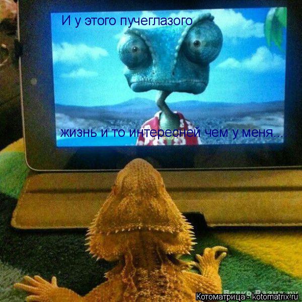 Котоматрица: И у этого пучеглазого жизнь и то интересней чем у меня....