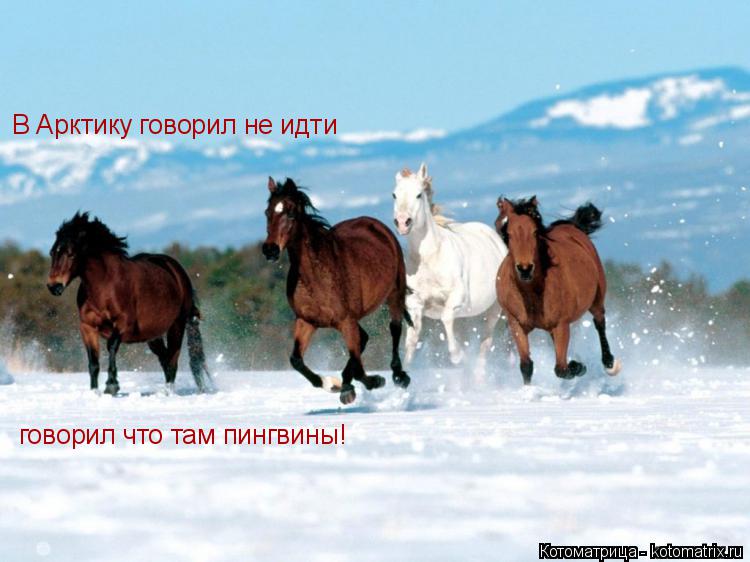 В Арктику говорил не идти говорил что там пингвины! ..... Котоматрица: В Арктику говорил не идти говорил что там пингвины! ..