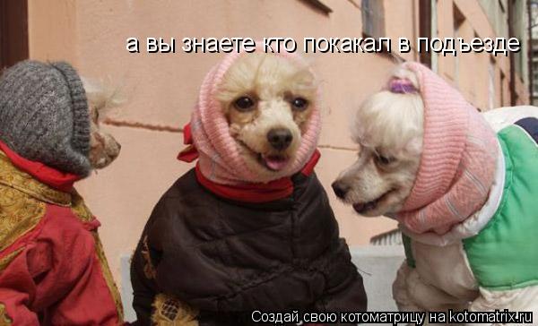 Котоматрица: а вы знаете кто покакал в подъезде