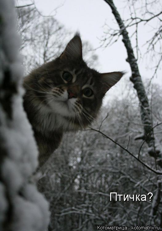 Птичка?... Котоматрица: Птичка?
