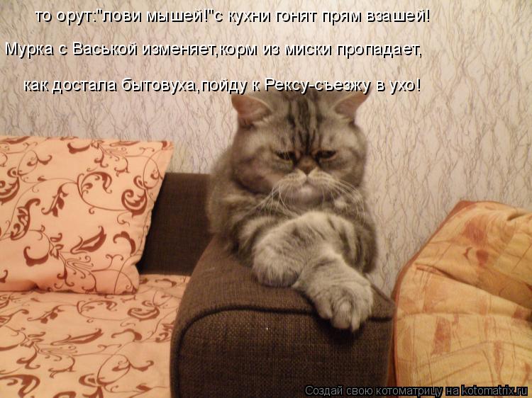 Котоматрица: то орут:"лови мышей!"с кухни гонят прям взашей! как достала бытовуха,пойду к Рексу-съезжу в ухо! Мурка с Васькой изменяет,корм из миски пропад