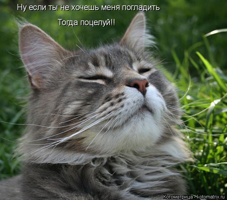 Ну если ты не хочешь меня погладить Тогда поцелуй!!... Котоматрица: Ну если ты не хочешь меня погладить Тогда поцелуй!!