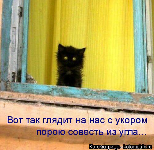 Вот так глядит на нас с укором порою совесть из угла...... Котоматрица: Вот так глядит на нас с укором порою совесть из угла...