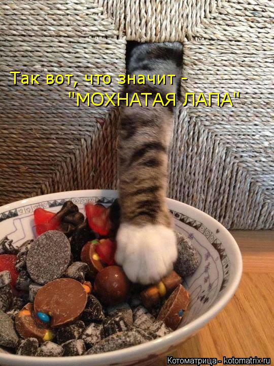 Котоматрица: Так вот, что значит -   "МОХНАТАЯ ЛАПА"