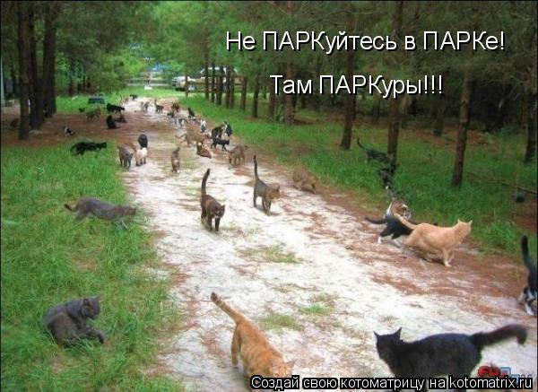 Не ПАРКуйтесь в ПАРКе! Там ПАРКуры!!!... Котоматрица: Не ПАРКуйтесь в ПАРКе! Там ПАРКуры!!!