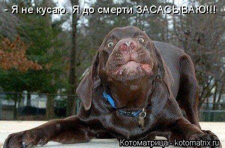 - Я не кусаю. Я до смерти ЗАСАСЫВАЮ!!!... Котоматрица: - Я не кусаю. Я до смерти ЗАСАСЫВАЮ!!!