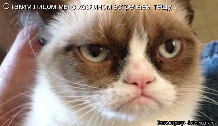 С таким лицом мы с хозяином встречаем тёщу...... Котоматрица: С таким лицом мы с хозяином встречаем тёщу...