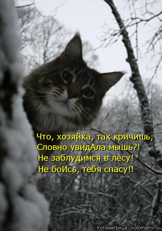 Что, хозяйка, так кричишь, Словно увидАла мышь?! Не заблудимся в лесу! Не боИсь, тебя спасу!!... Котоматрица: Что, хозяйка, так кричишь, Словно увидАла мышь?! Не заблудимся в лесу! Не боИсь, тебя спасу!!