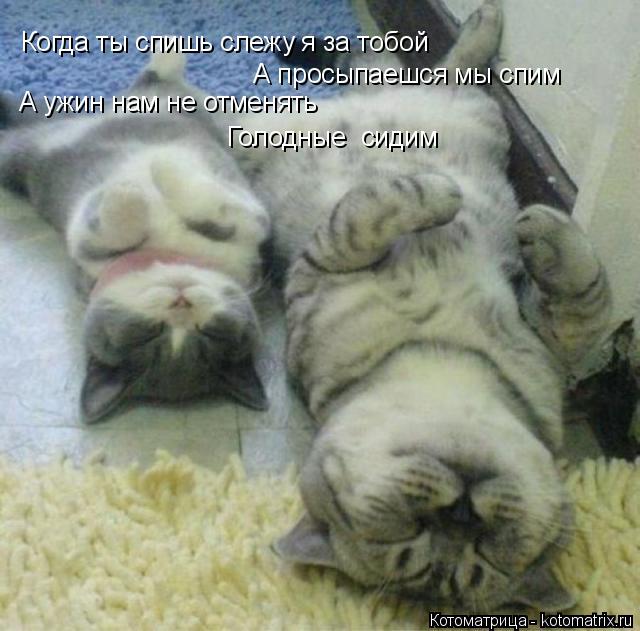 Когда ты спишь слежу я за тобой А просыпаешся мы спим А ужин нам не отменять Голодные сидим... Котоматрица: Когда ты спишь слежу я за тобой А просыпаешся мы спим А ужин нам не отменять Голодные сидим