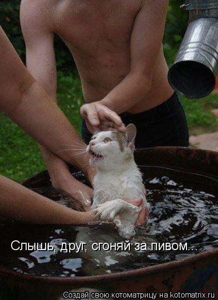 Слышь, друг, сгоняй за пивом...... Котоматрица: Слышь, друг, сгоняй за пивом...
