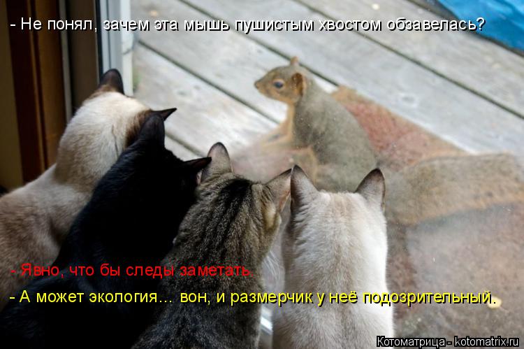 - Не понял, зачем эта мышь пушистым хвостом обзавелась? - Явно, что бы следы заметать. - А может экол... Котоматрица: - Не понял, зачем эта мышь пушистым хвостом обзавелась? - Явно, что бы следы заметать. - А может экология… вон, и размерчик у неё подозрительны