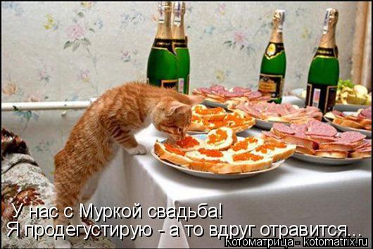 У нас с Муркой свадьба! Я продегустирую - а то вдруг отравится...... Котоматрица: У нас с Муркой свадьба! Я продегустирую - а то вдруг отравится...