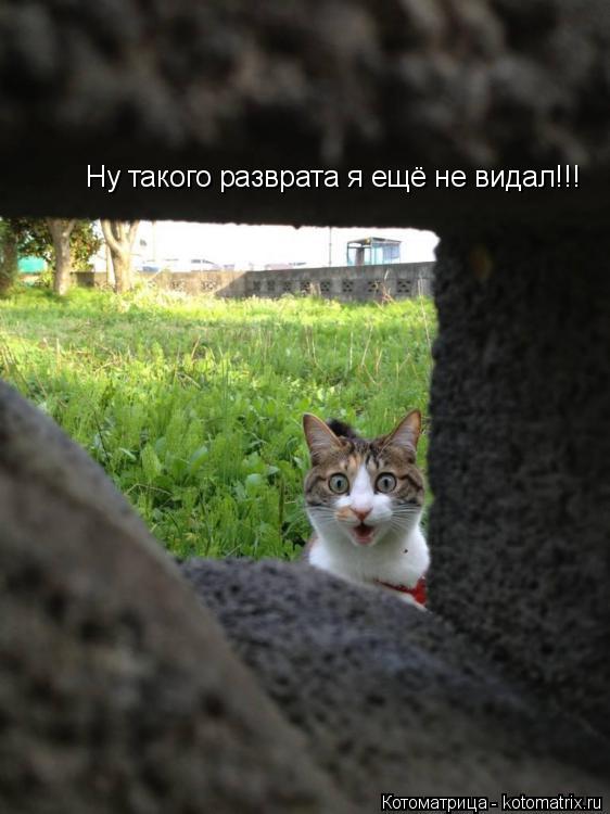 Ну такого разврата я ещё не видал!!!... Котоматрица: Ну такого разврата я ещё не видал!!!