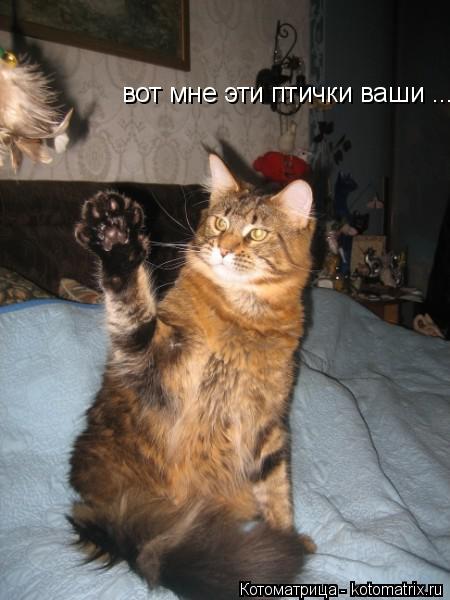 вот мне эти птички ваши ...... Котоматрица: вот мне эти птички ваши ...